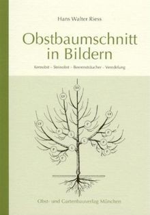Obstbaumschnitt bildern - obstbaumschnitt,